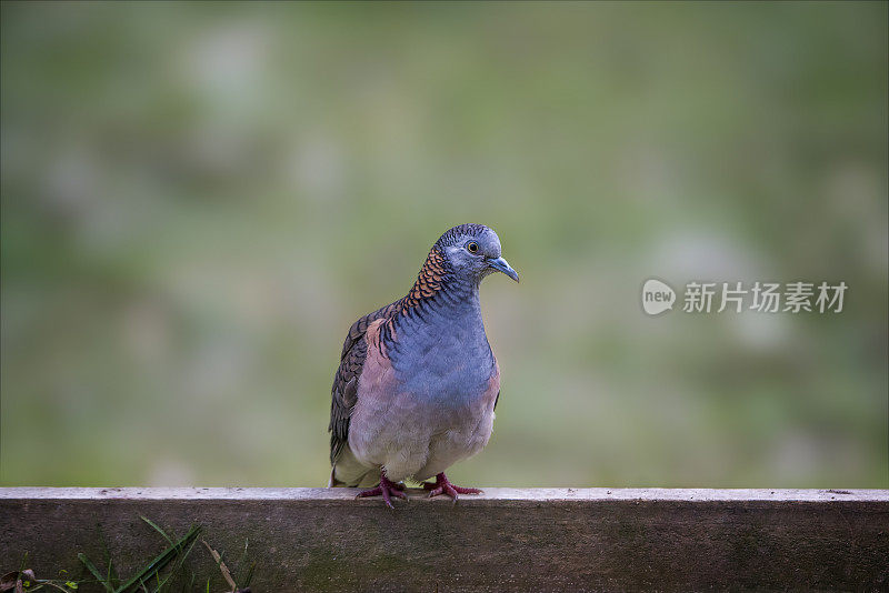 棒肩Dove (Geopelia humeralis)